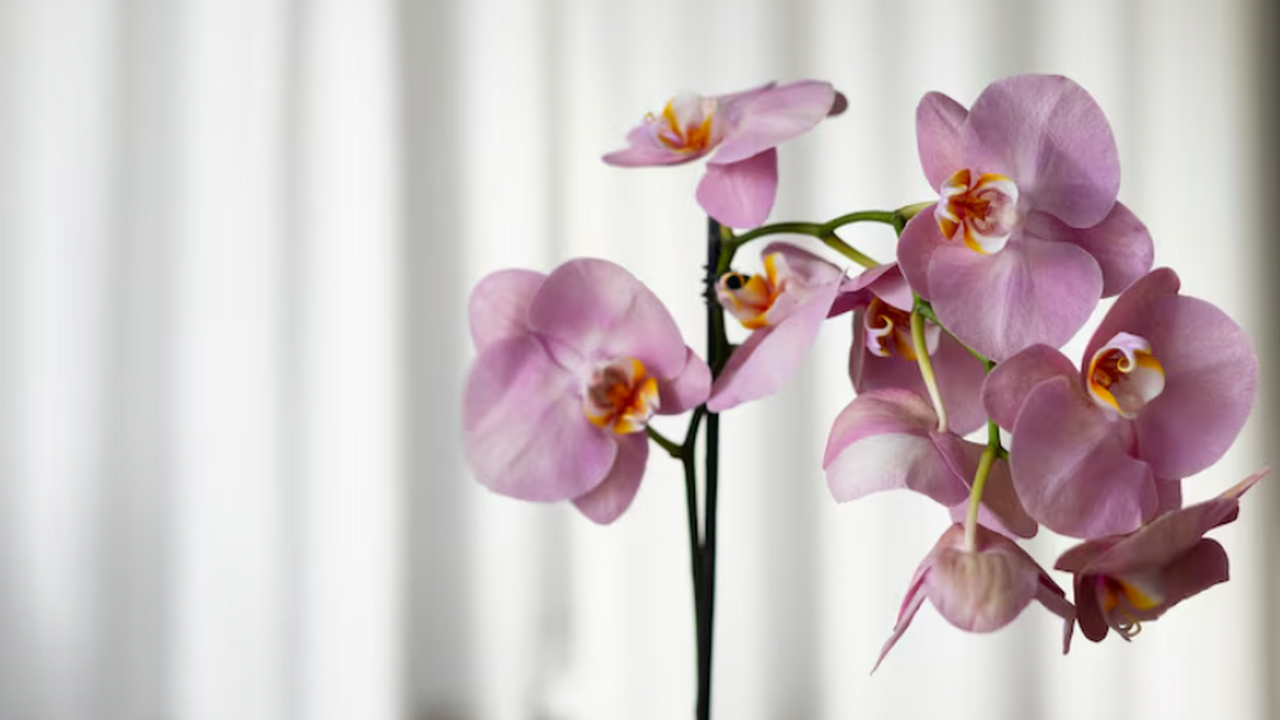 Как заставить орхидею цвести: рецепт дрожжевой ...