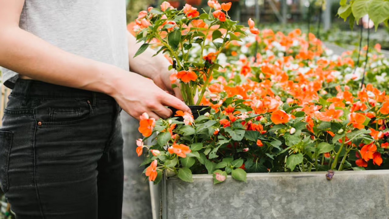 Мой личный секрет цветника, который будет лопаться от зелени уже в мае: 12 посадок под зиму Подзимний посев: как получить цветущий сад рань...