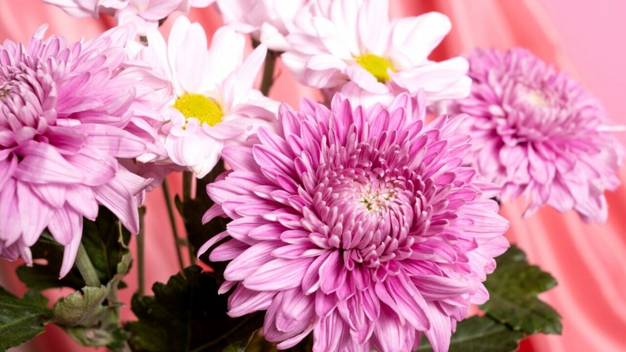 Соседки были в шоке, когда узнали, почему у меня так рано расцветают пышные астры: делюсь секретом Начало ноября — идеальное время для подзимнего ...