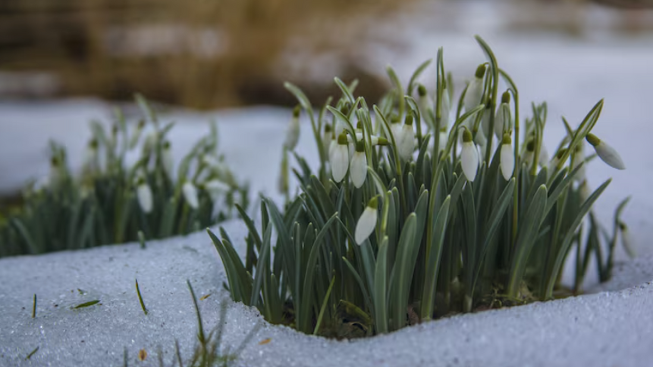 Подзимний посев: какие овощи и цветы можно сажа...