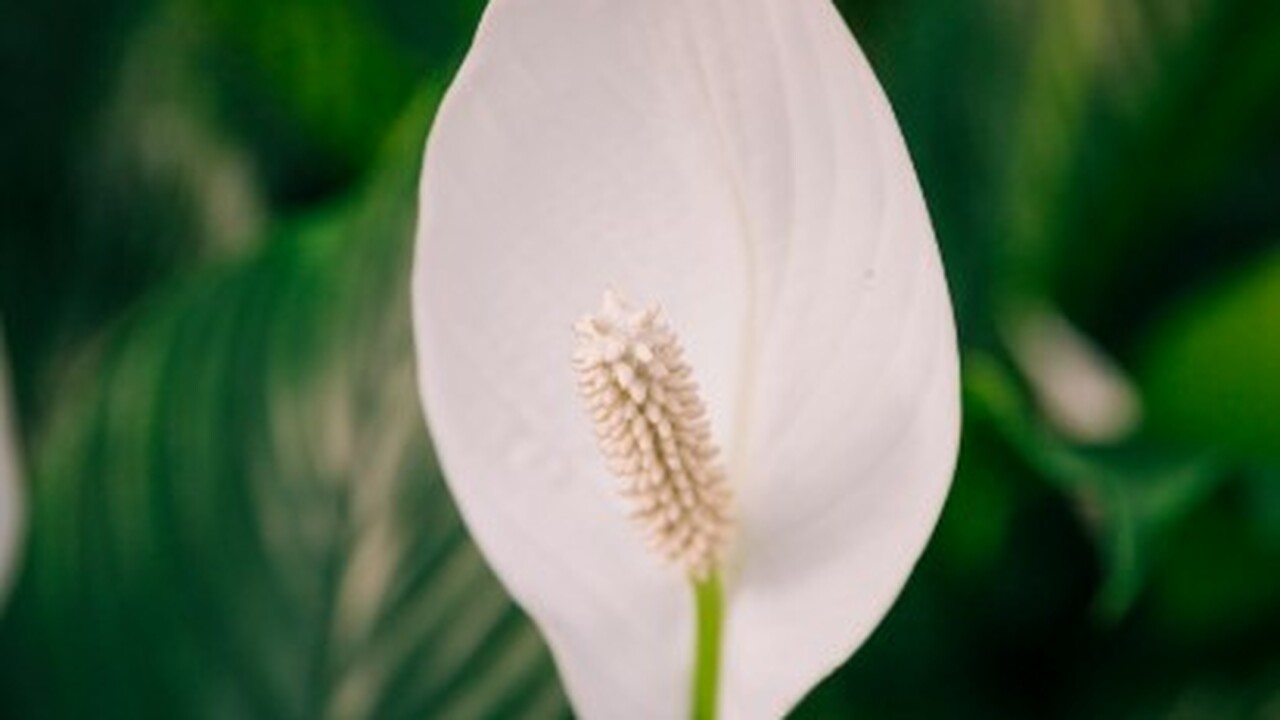 Спатифиллум, или «женское счастье», — это попул...